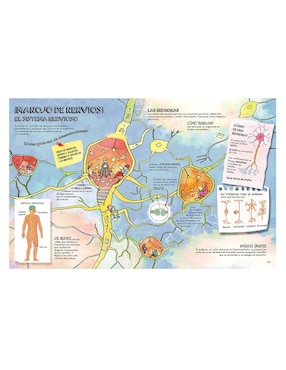 El Cuerpo Humano