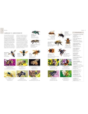 Enciclopedia Ilustrada De Micro Animales
