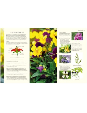 Enciclopedia Ilustrada Del Reino Vegetal
