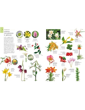 Enciclopedia Ilustrada Del Reino Vegetal