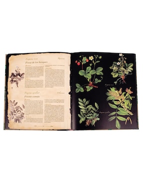 Plantas Silvestres E Infusiones Curativas