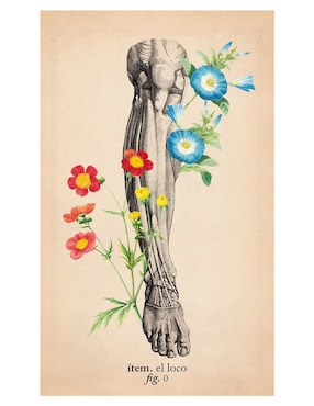 Libro Tarot de anatomía y botánica antiguas de Claire Goodchild