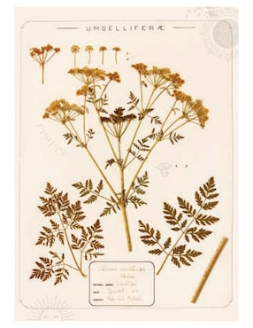 Libro El Huerto de las Brujas de Sandra Lawrence / Royal Botanic Gardens