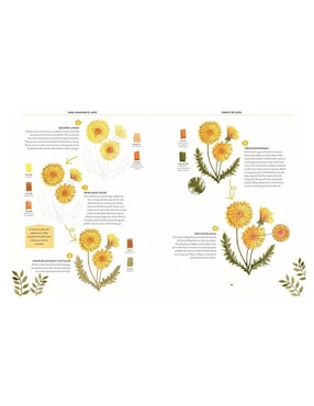 Libro Pintar Acuarelas en 10 Pasos. Flores y Plantas de Eleanor Longhurst