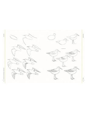 Libro 100 Aves, Mariposas e Insectos. Dibujo realista paso a paso de Melissa Washburn
