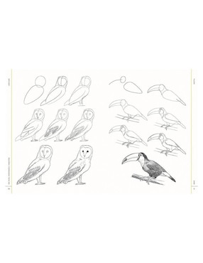 Libro 100 Aves, Mariposas e Insectos. Dibujo realista paso a paso de Melissa Washburn