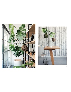 Libro Kokedama: Plantas sin recipientes para el hogar de Coraleigh Parker / Larnie Nicolson