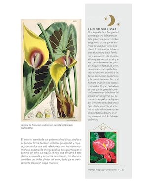 Libro Plantas Con Poderes Mágicos de Gemma Mateos