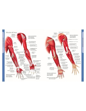 Libro El Cuerpo Humano Manual de Identificación Español - Latín - Inglés De Ken Ashwell