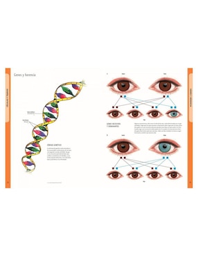Libro El Cuerpo Humano Manual de Identificación Español - Latín - Inglés De Ken Ashwell