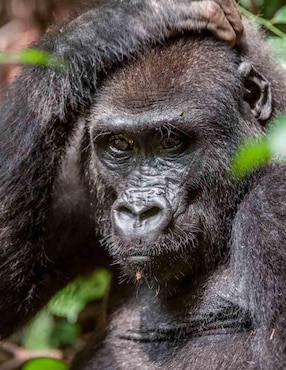 A Kingdom For Dzanga Gorillas (BD)