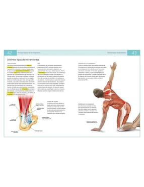 Libro Anatomía de los estiramientos de Ken Ashwell