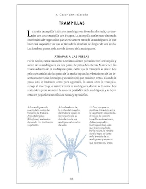 Pequeño libro de la naturaleza. Arañas de Simon D. Pollard