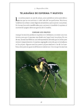 Pequeño libro de la naturaleza. Arañas de Simon D. Pollard