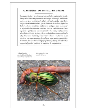 Pequeño libro de la naturaleza. Escarabajos de Arthur V. Evans