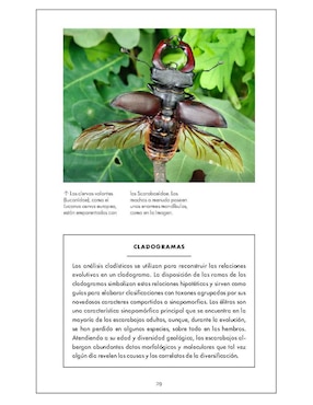 Pequeño libro de la naturaleza. Escarabajos de Arthur V. Evans