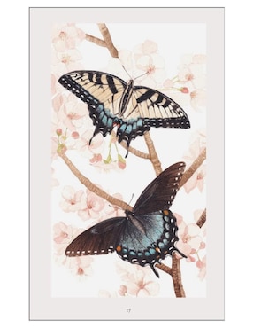 Pequeño libro de la naturaleza. Mariposas de Andrei Sourakov/Alexandra A. Sourakov