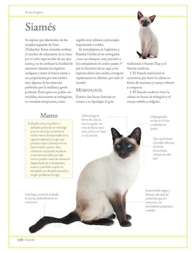 Libro Enciclopedia de las razas de gatos de Consuelo Martín Comps