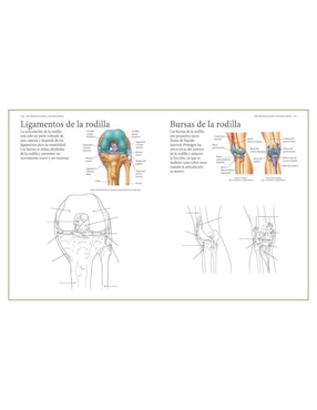 Libro El Cuerpo Humano. Guía de estudio de anatomía para colorear de Alberto Jiménez García