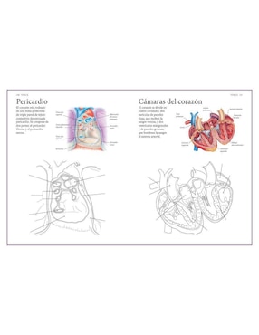 Libro El Cuerpo Humano. Guía de estudio de anatomía para colorear de Alberto Jiménez García
