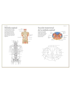 Libro El Cuerpo Humano. Guía de estudio de anatomía para colorear de Alberto Jiménez García