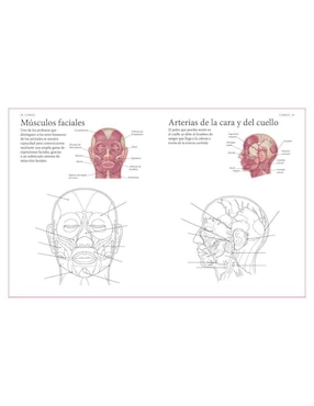 Libro El Cuerpo Humano. Guía de estudio de anatomía para colorear de Alberto Jiménez García
