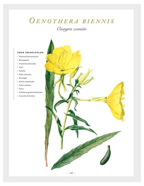 Libro Botanicum Medicinale Herbario Contemporáneo de Plantas Medicinales de Catherine Whitiock