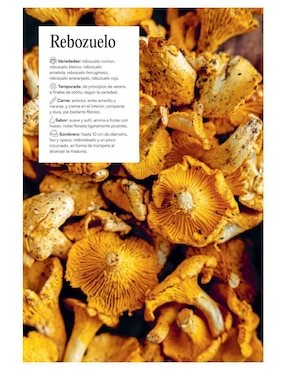 Libro Setas y Hongos Exquisitos de Emilie Franzo