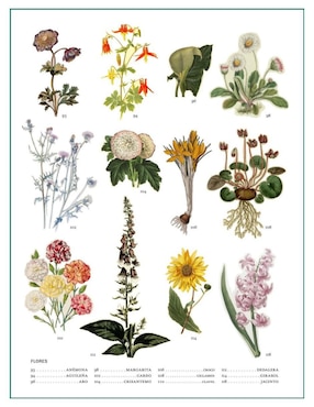 Libro El Lenguaje Secreto de Las Plantas de Hope B. Werness