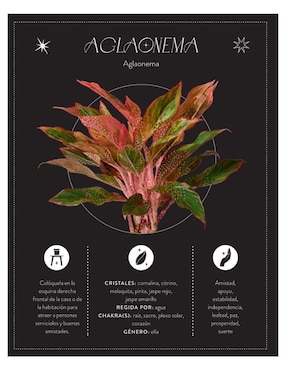 Libro La Magia De Las Plantas De Rachael Cohen