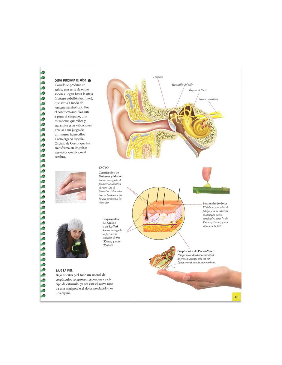 Explora El Cuerpo Humano 4