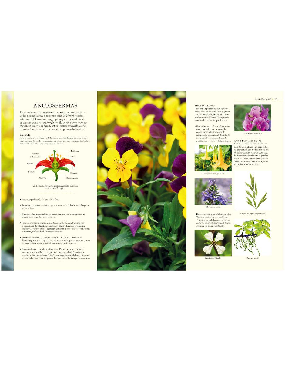 Enciclopedia Ilustrada Del Reino Vegetal 3