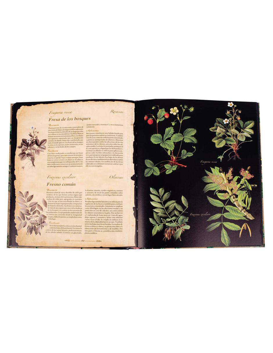 Plantas Silvestres E Infusiones Curativas 3