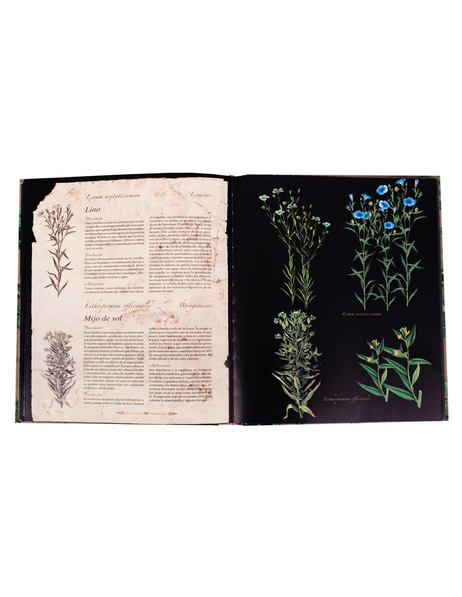 Plantas Silvestres E Infusiones Curativas 4