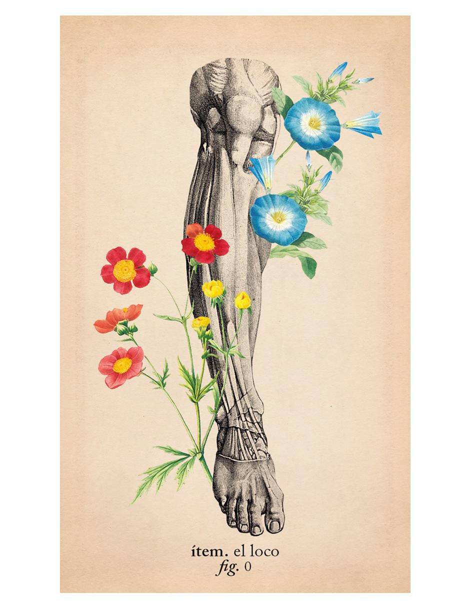 Libro Tarot de anatomía y botánica antiguas de Claire Goodchild 2