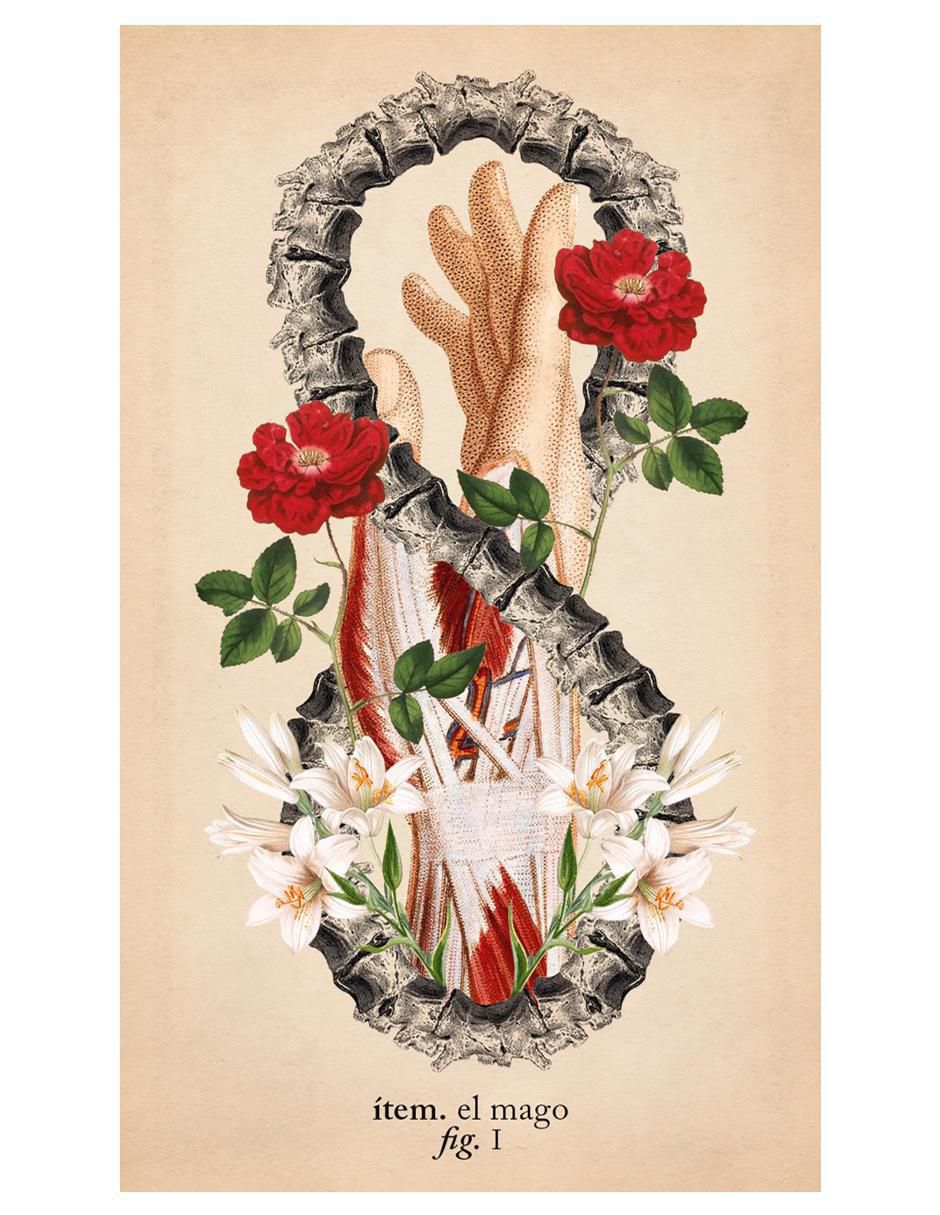 Libro Tarot de anatomía y botánica antiguas de Claire Goodchild 3