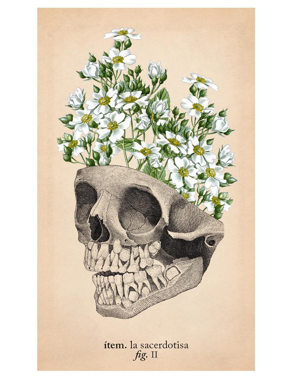 Libro Tarot de anatomía y botánica antiguas de Claire Goodchild 4