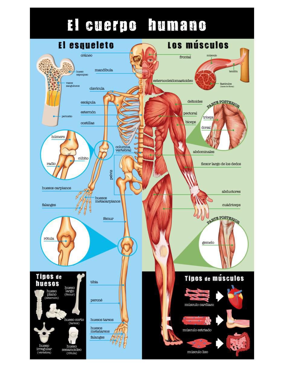 Libro Guía definitiva del cuerpo humano de Carla Nieto Martínez 2