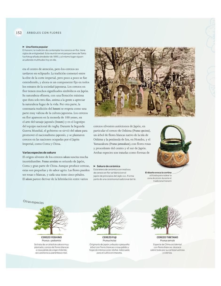 El Libro del Árbol de Micahel Scott / Ross Bayton / Andrew Mikolajski / Keith Rushforth 3