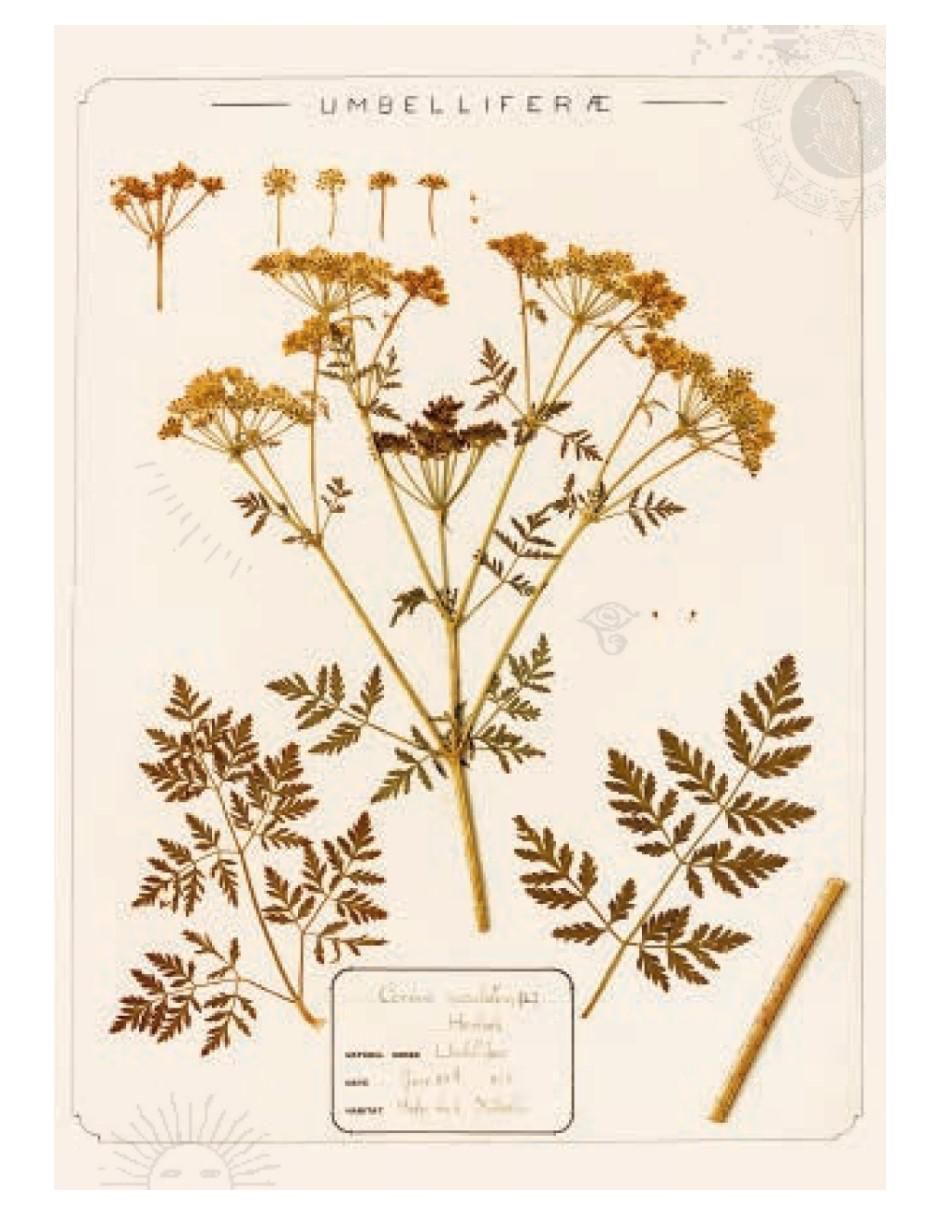 Libro El Huerto de las Brujas de Sandra Lawrence / Royal Botanic Gardens 3