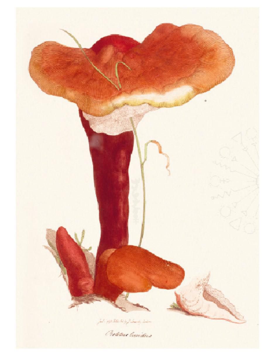 Libro La Magia de los Hongos de Sandra Lawrence / Royal Botanic Gardens 3
