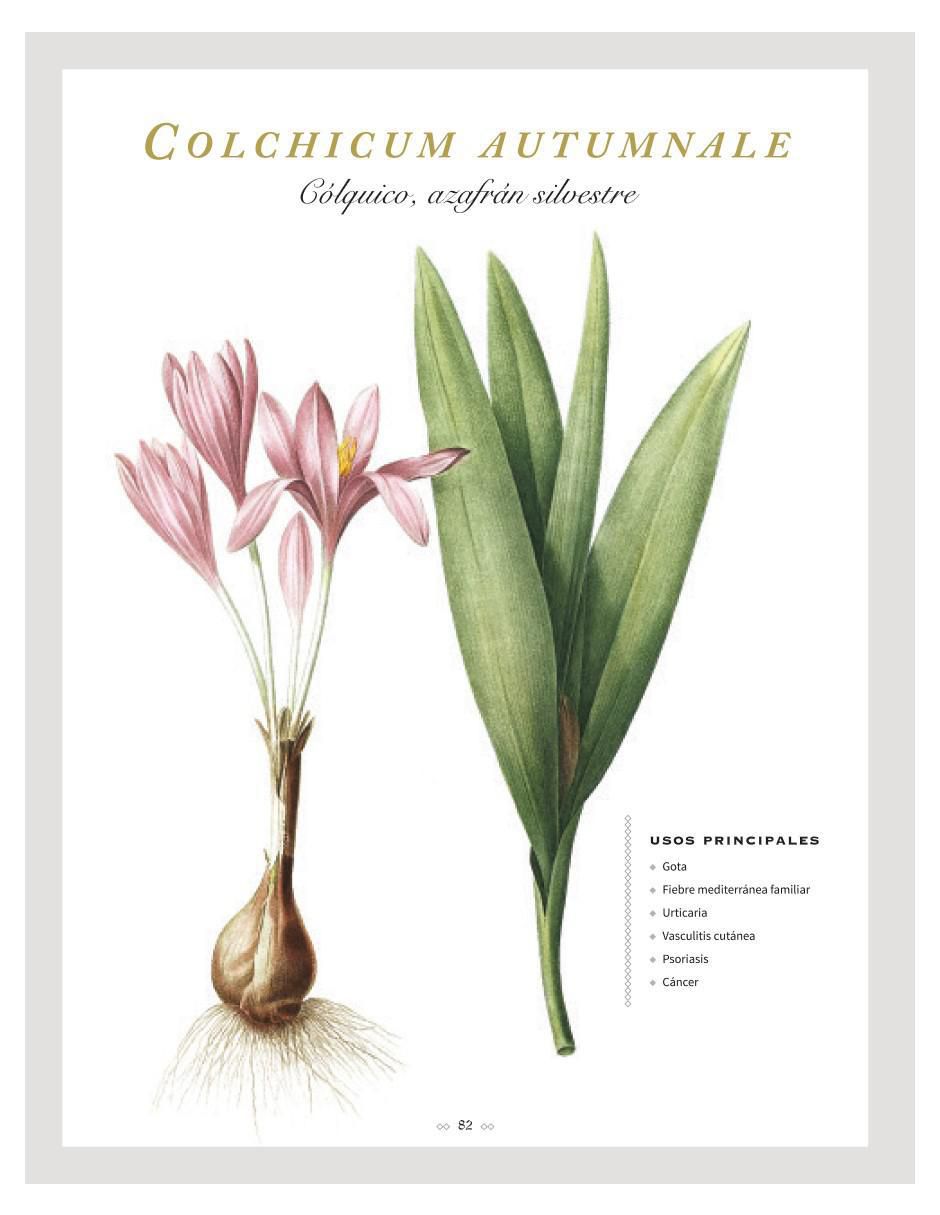 Libro Botanicum Medicinale: Guía ilustrada de Plantas Medicinales de Catherine Whitiock 4
