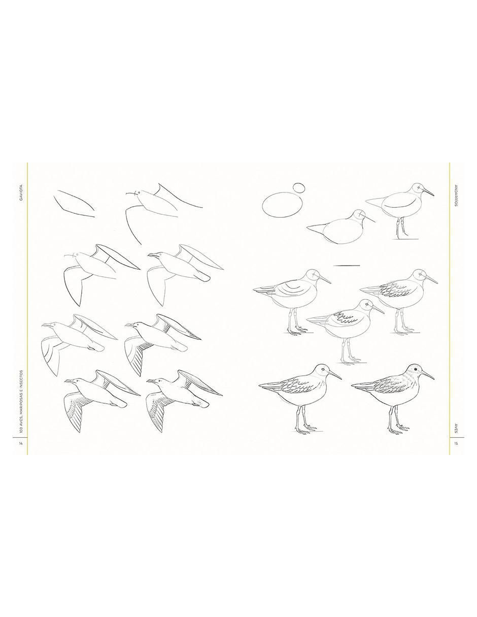 Libro 100 Aves, Mariposas e Insectos. Dibujo realista paso a paso de Melissa Washburn 2