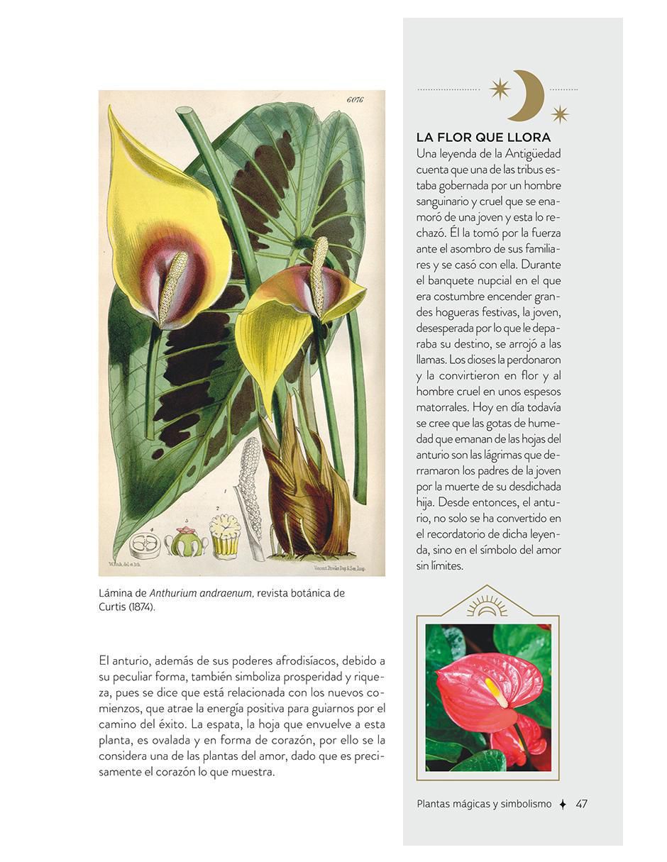 Libro Plantas Con Poderes Mágicos de Gemma Mateos 5