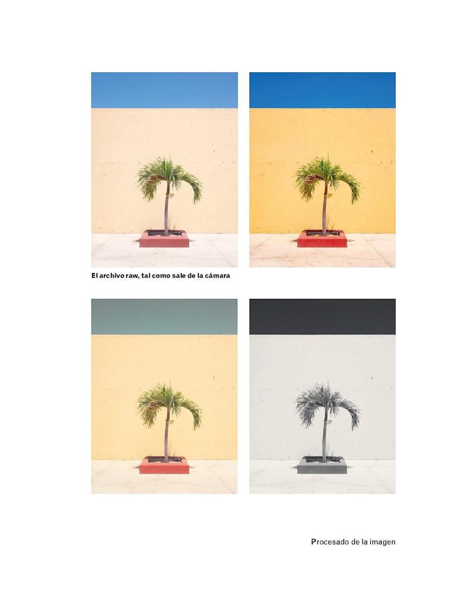 Cuando Haya Leído Este Libro Podrá Tomar Buenas Fotografías de Benedict Brain 3