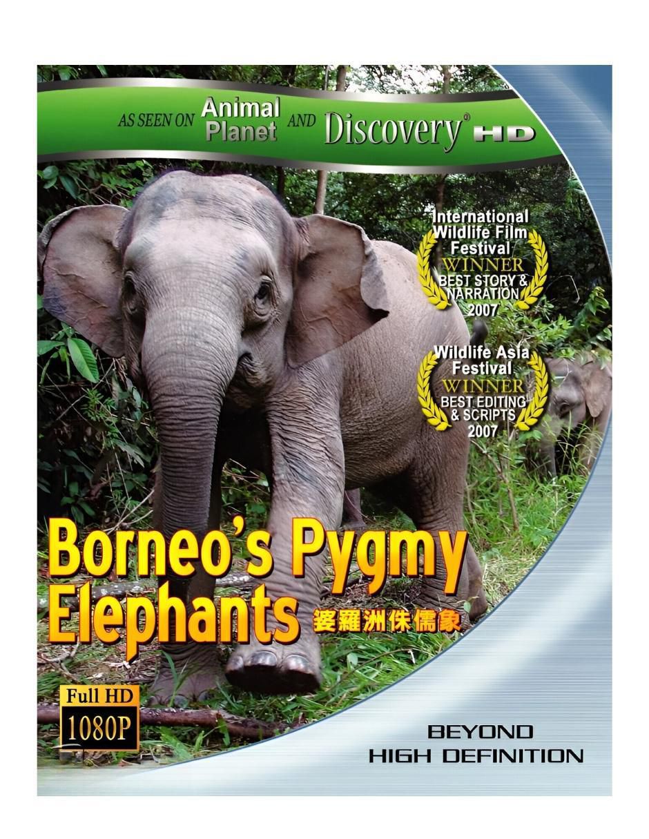Borneo's Pygmy Elephants estándar Borneo's Pygmy Elephants estándar