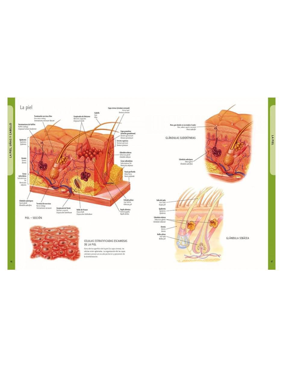 Libro El Cuerpo Humano Manual de Identificación Español - Latín - Inglés de Ken Ashwell 3