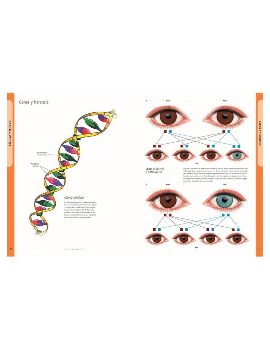Libro El Cuerpo Humano Manual de Identificación Español - Latín - Inglés de Ken Ashwell 4