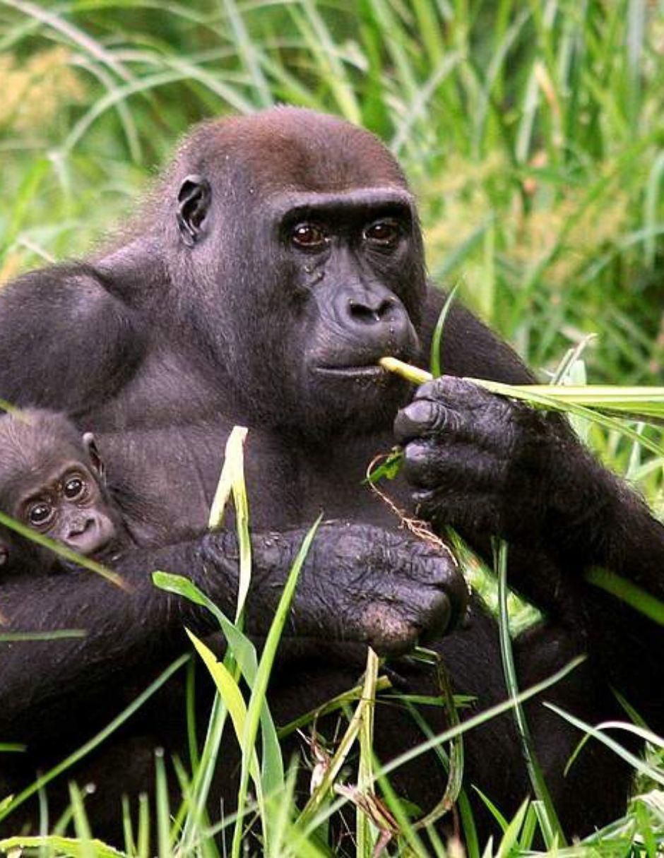 A Kingdom For Dzanga Gorillas (BD) 3