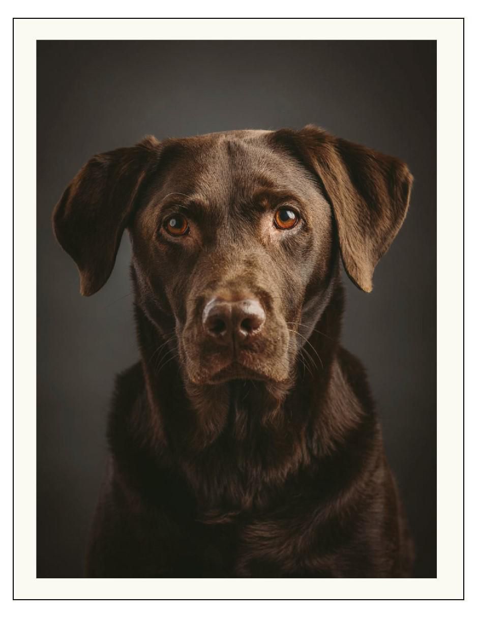 Libro La Mente Animal de Marianne Taylor 3